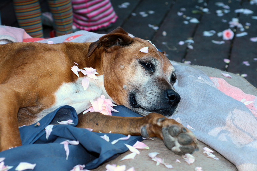 Molly enjoying kid-made snow from the rosepetals